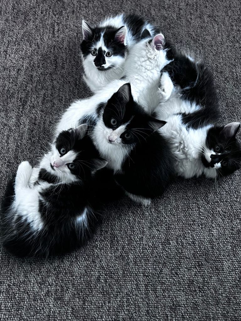 Fluffy beautiful kitten for sale 