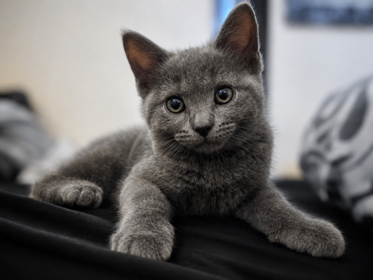 BSH kitten