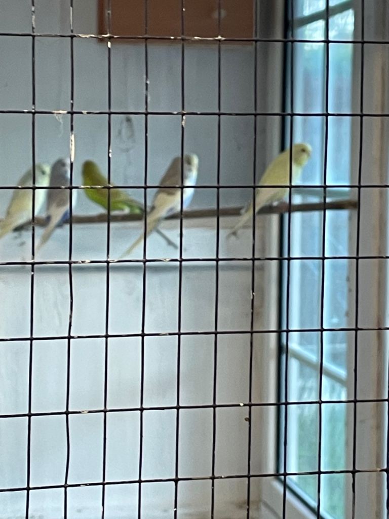 Zebra finches and budgies 