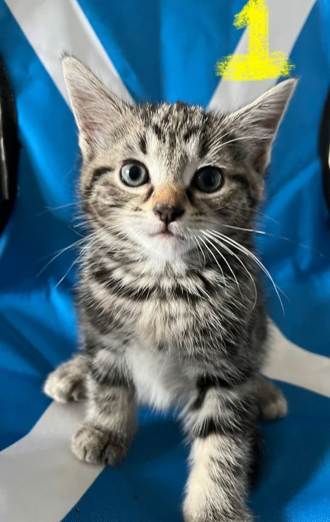 Tabby kittens