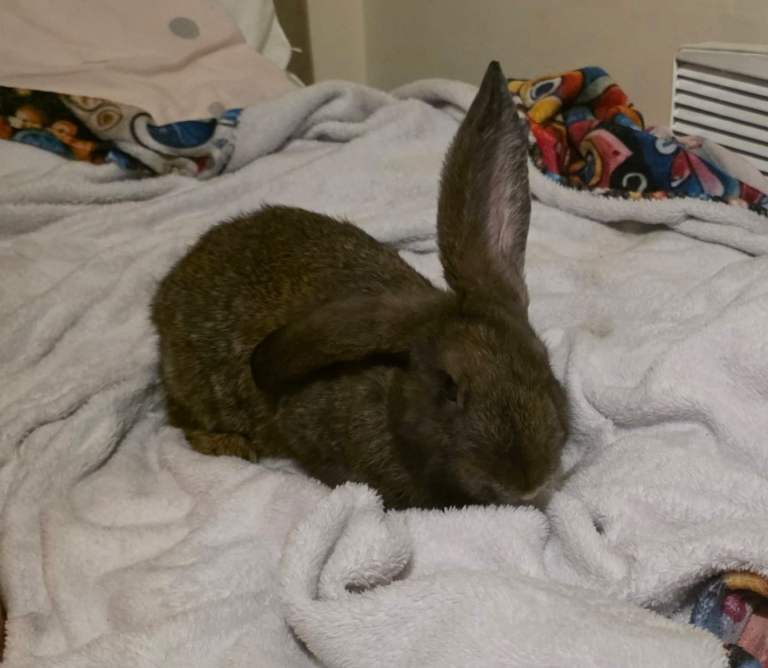 Boy rabbits x2 