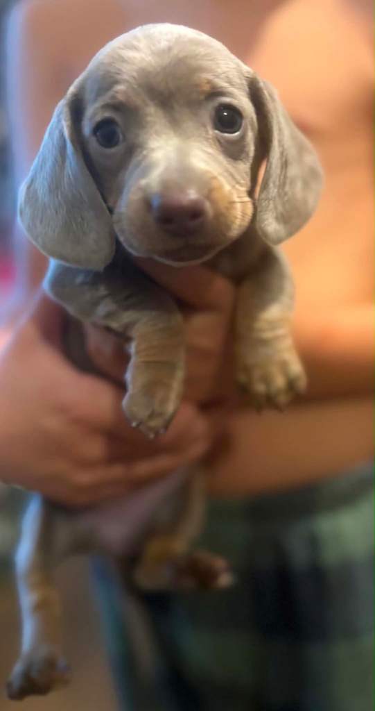 Miniature dauchund puppies 