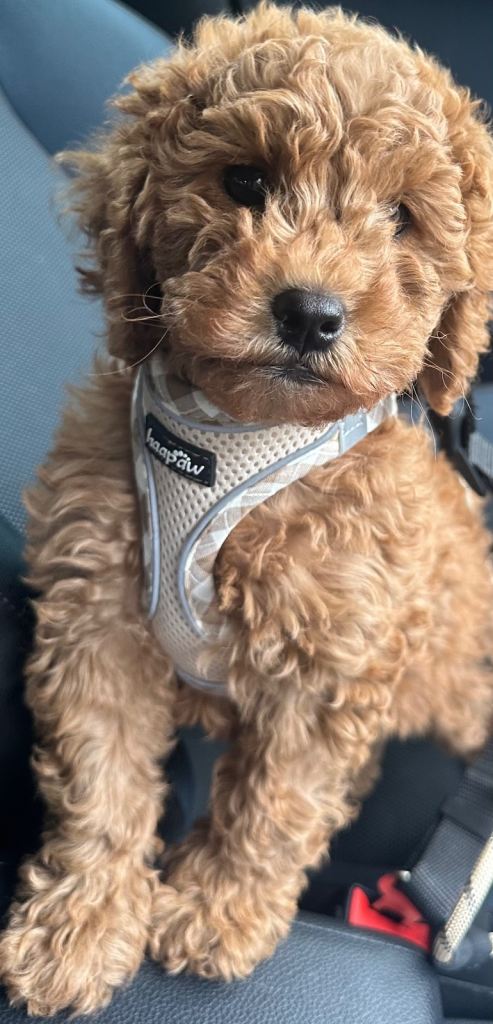 Cockapoo girl