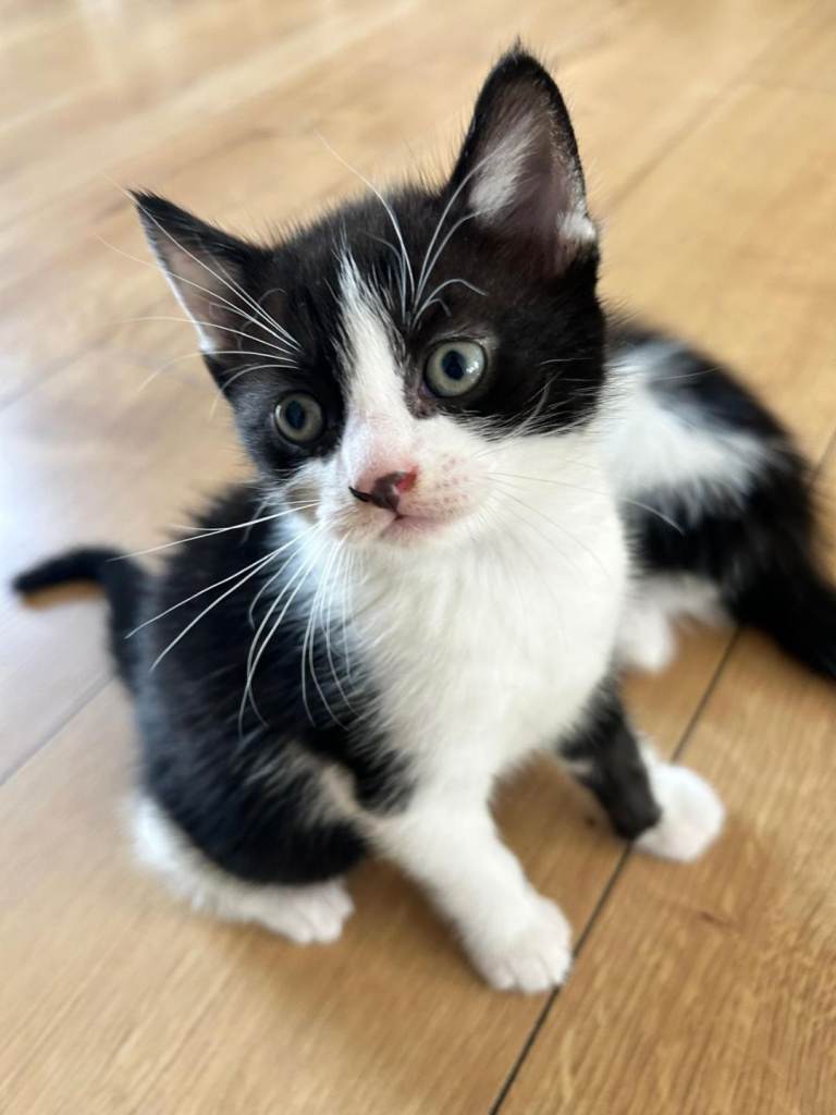 1 kitten needing a new home
