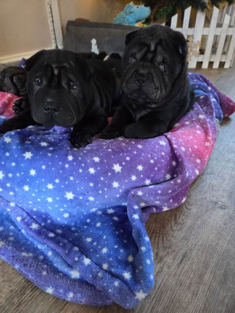 💙 READY NOW. SHAR PEI BOY 💙