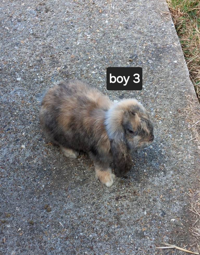 Last pure french lop boy rabbit