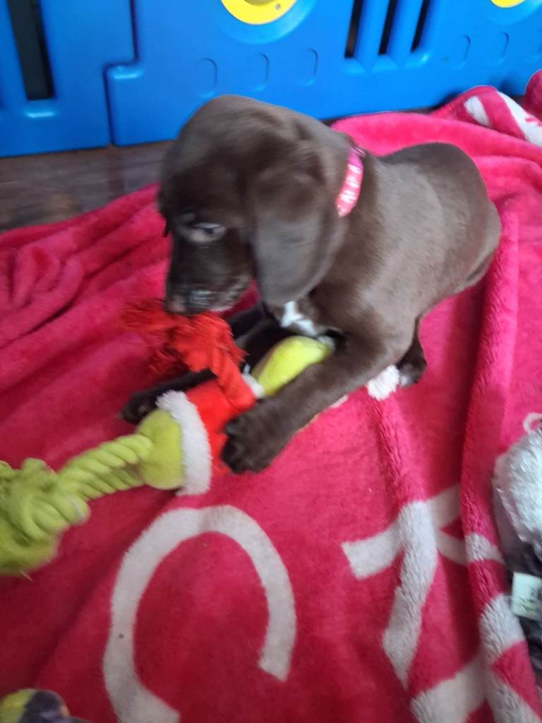 Beautiful lurcher cross patterdale terrier puppies