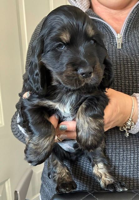 Show type cocker spaniel dog  puppies
