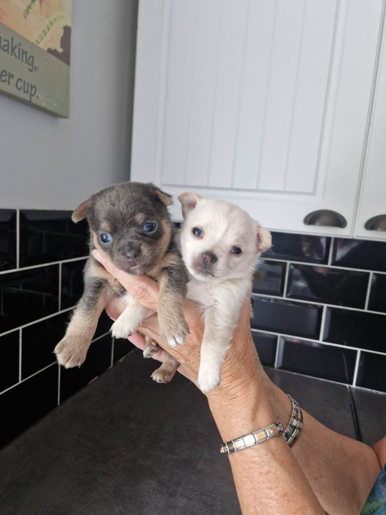 Chihuahua 