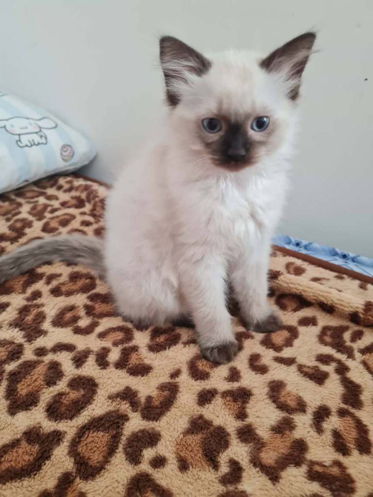 Gorgeous Ragdoll female kitten last one 