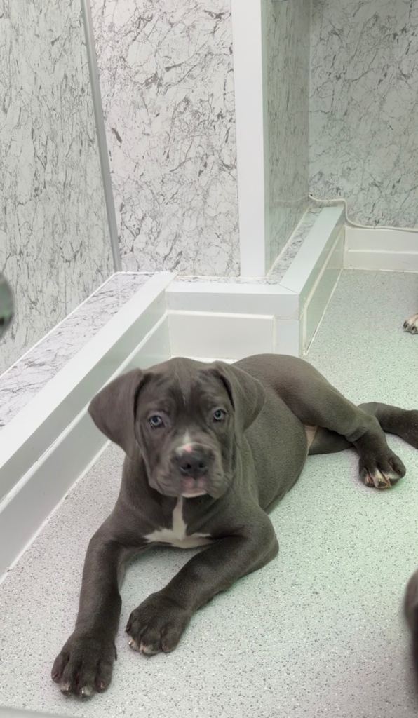 Very friendly and outgoing Cane corso pups