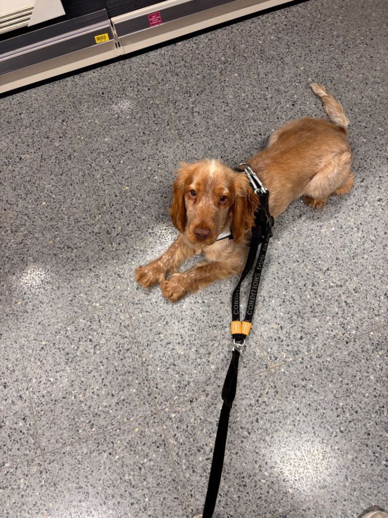 Cocker spaniel male 