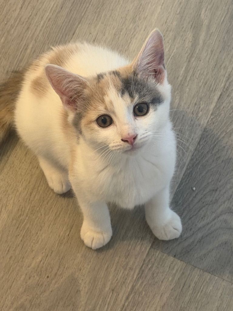 British short hair kittens 