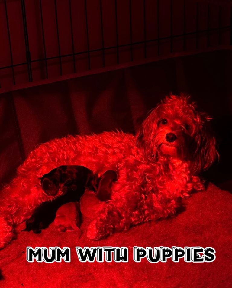 F2 toy Cavapoo puppies