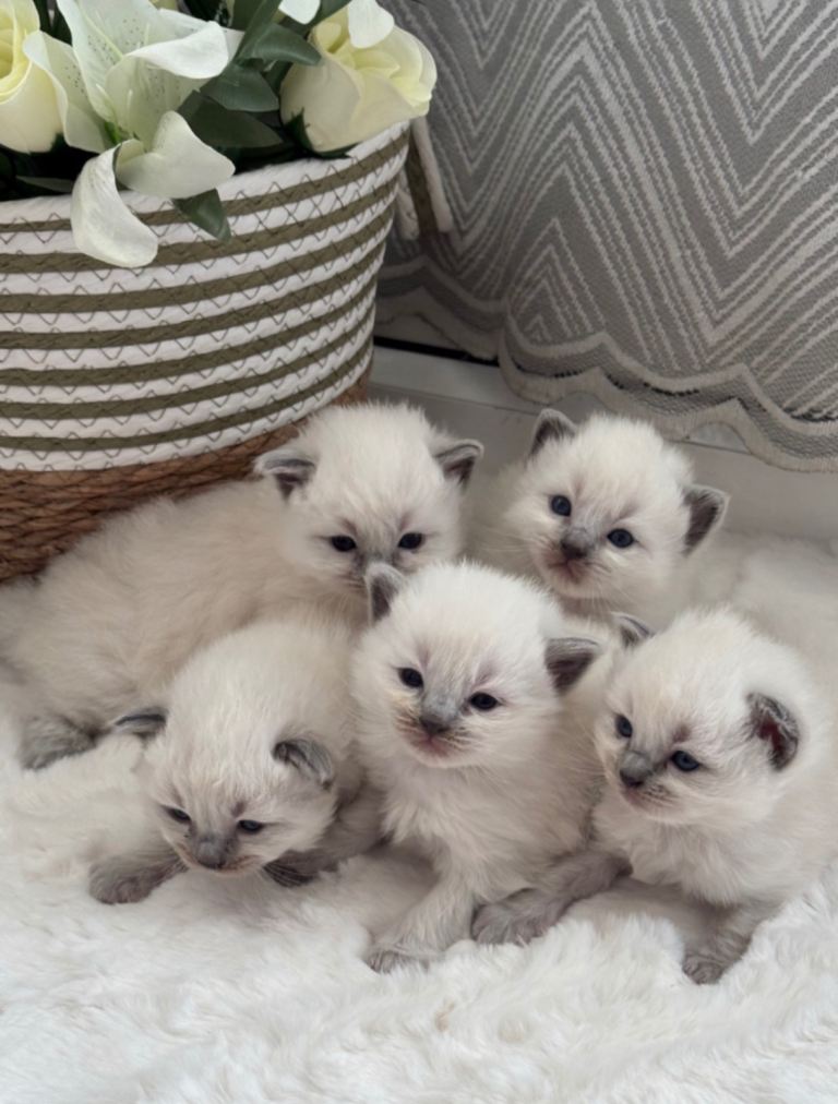 PURE RAGDOLL KITTENS 