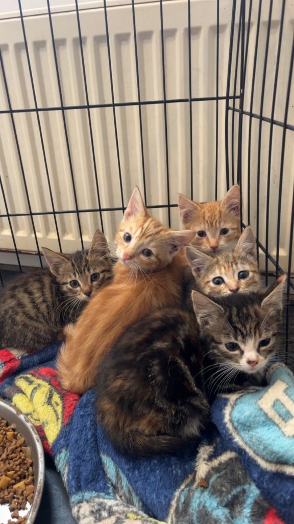 Farm kittens for sale 