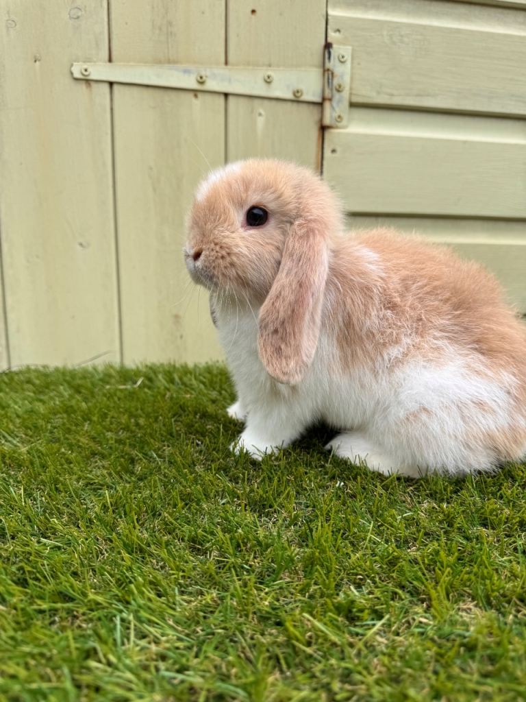 Mini lops rabbits