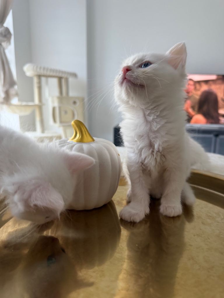 Ragdoll kittens 