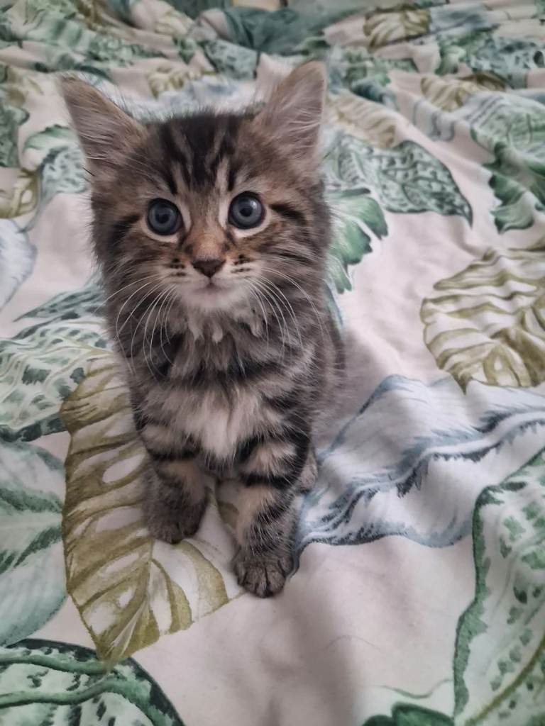 Kittens 