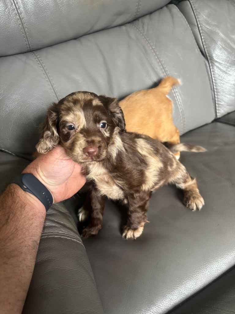 Cocker spaniel puppies for sale 