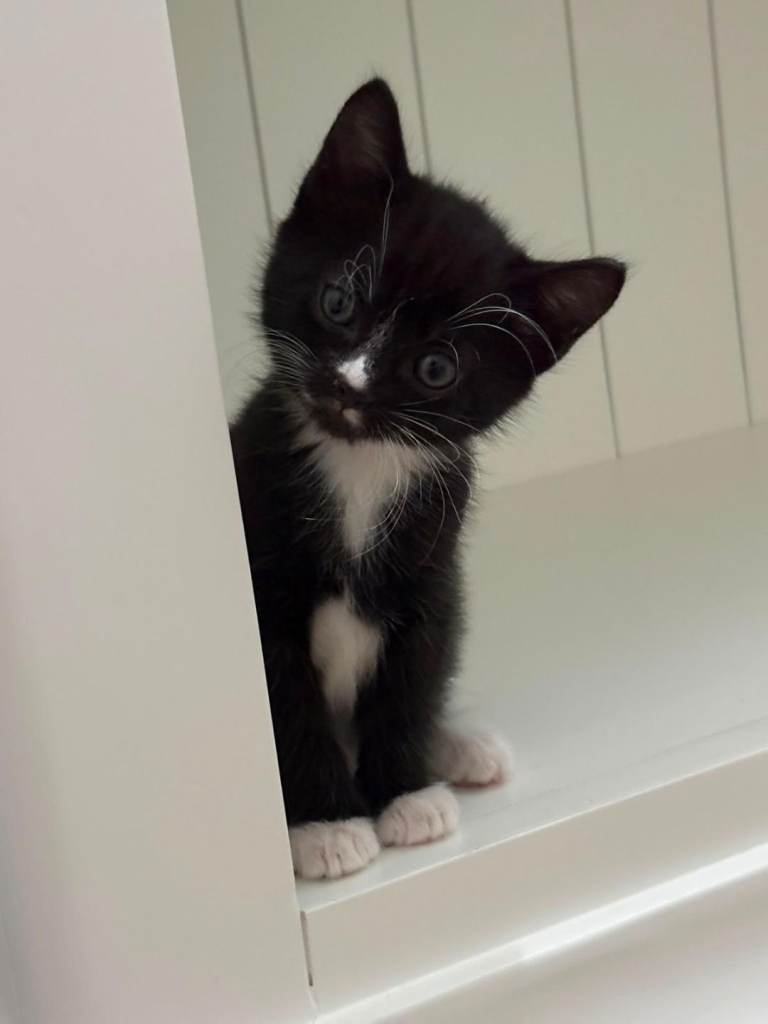 Litter of 6 gorgeous kittens 