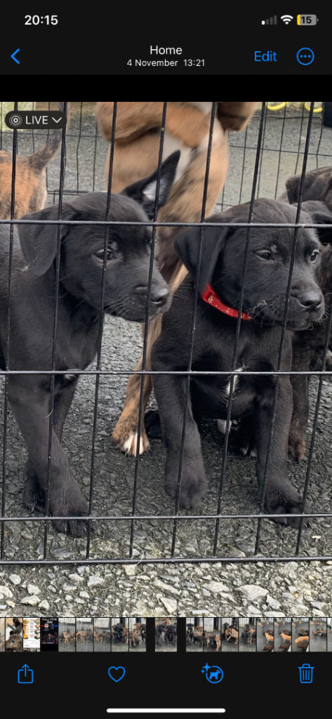 Staffordshire bull terrier x lab pups