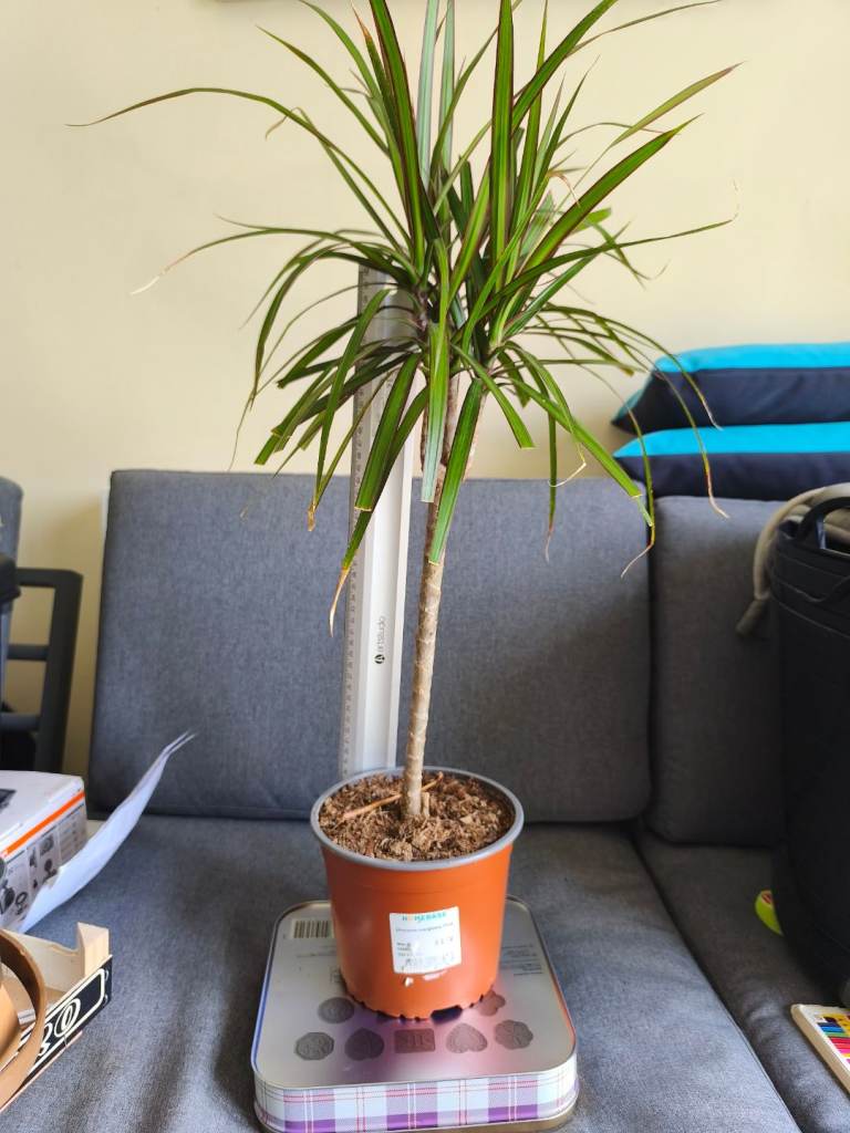 Healthy Dragon Tree House Plant in Pot