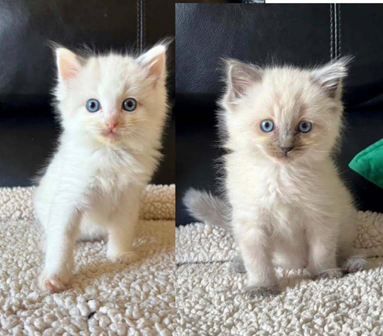Ragdoll kittens looking for forever homes