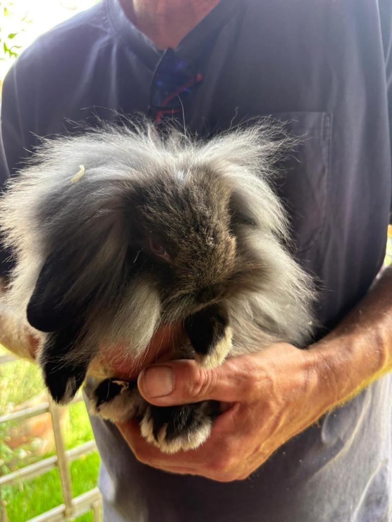 Mini lop rabbits 