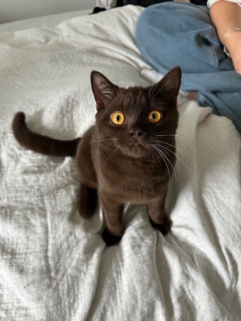 6 month old Cinnamon BSH