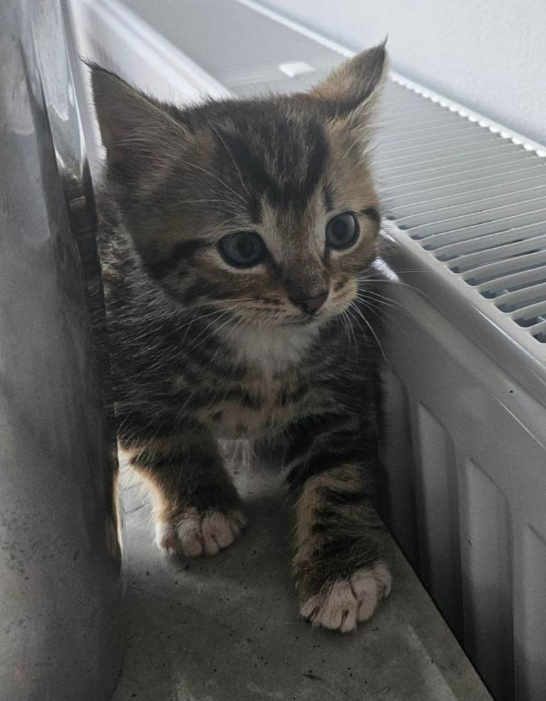 Beautiful Maine Coon cross shorthair kitten ready to be rehome