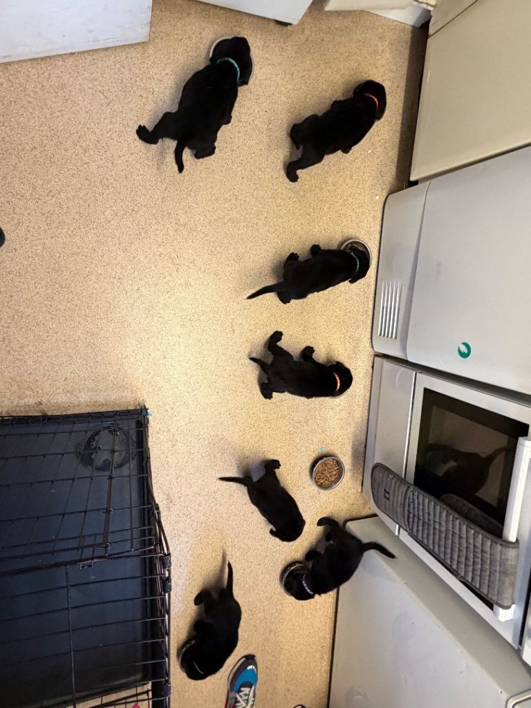 Labrador puppies 