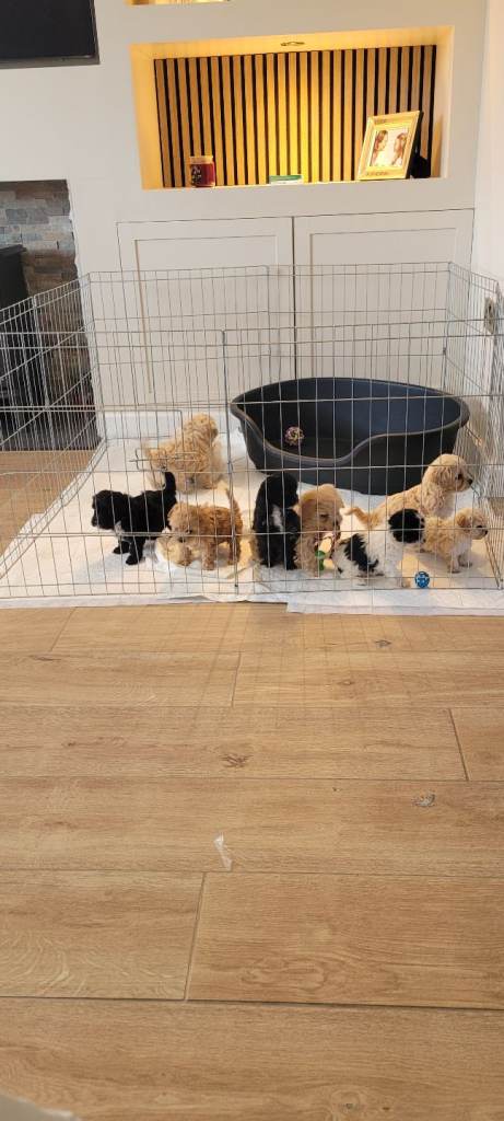 Cavapoochon 
