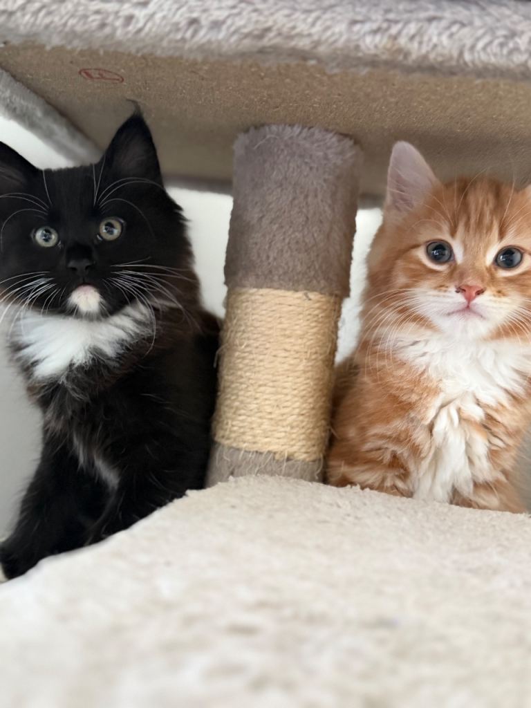 Beautifull Girls for sale !