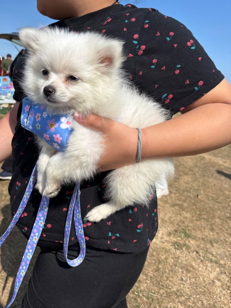 10 week old male miniture Pomeranian 