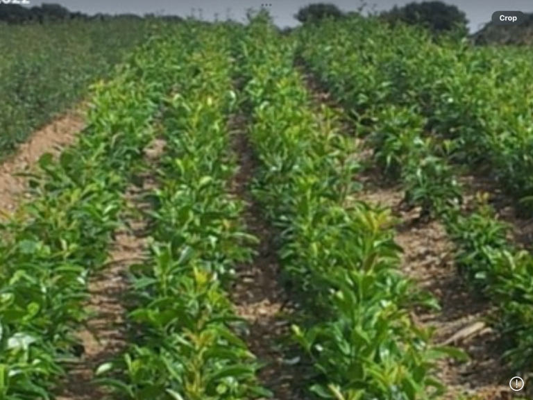 LAUREL HEDGING PLANTS.   1.5 ft / 2 ft  £1-95