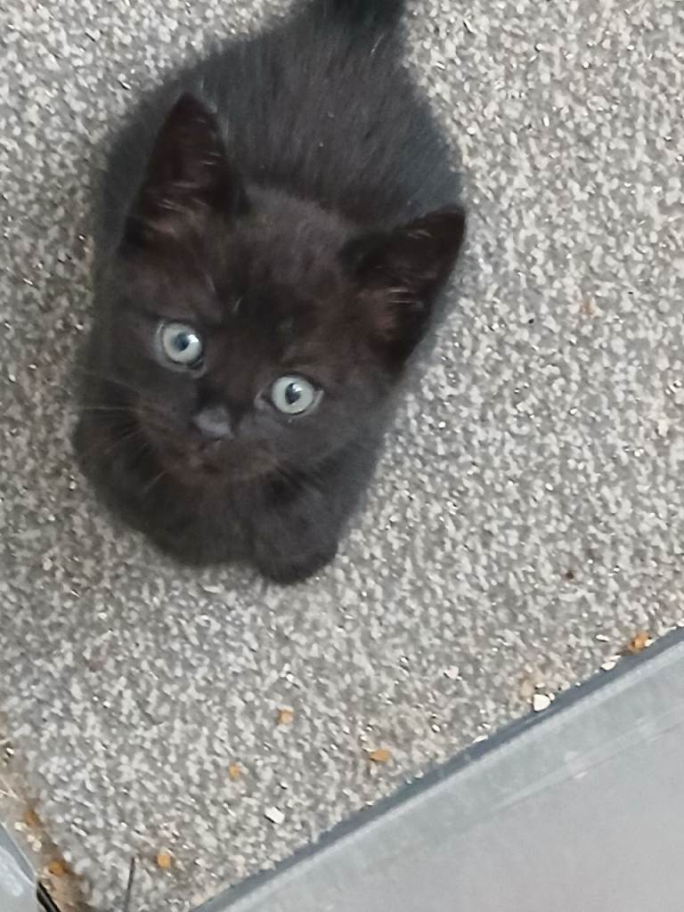 Kittens for rehoming