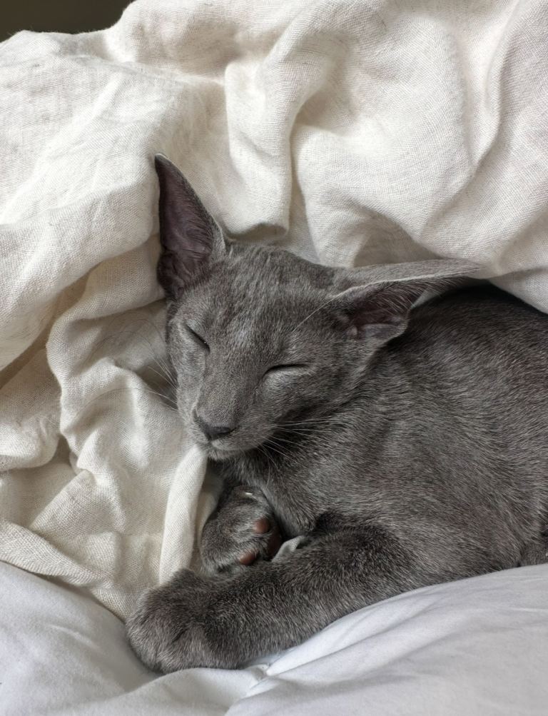 Oriental Blue Boy Kitten