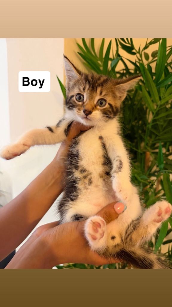 Beautiful Kittens – Ready to Reserve, Collection at 8 Weeks