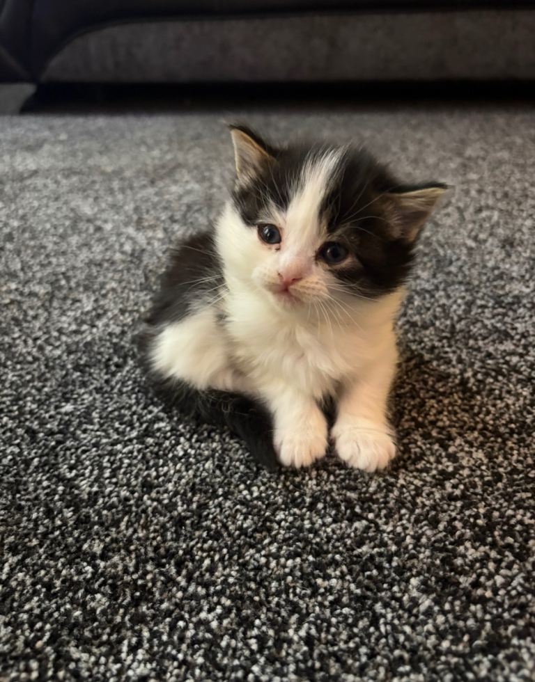 image for Last kitten 