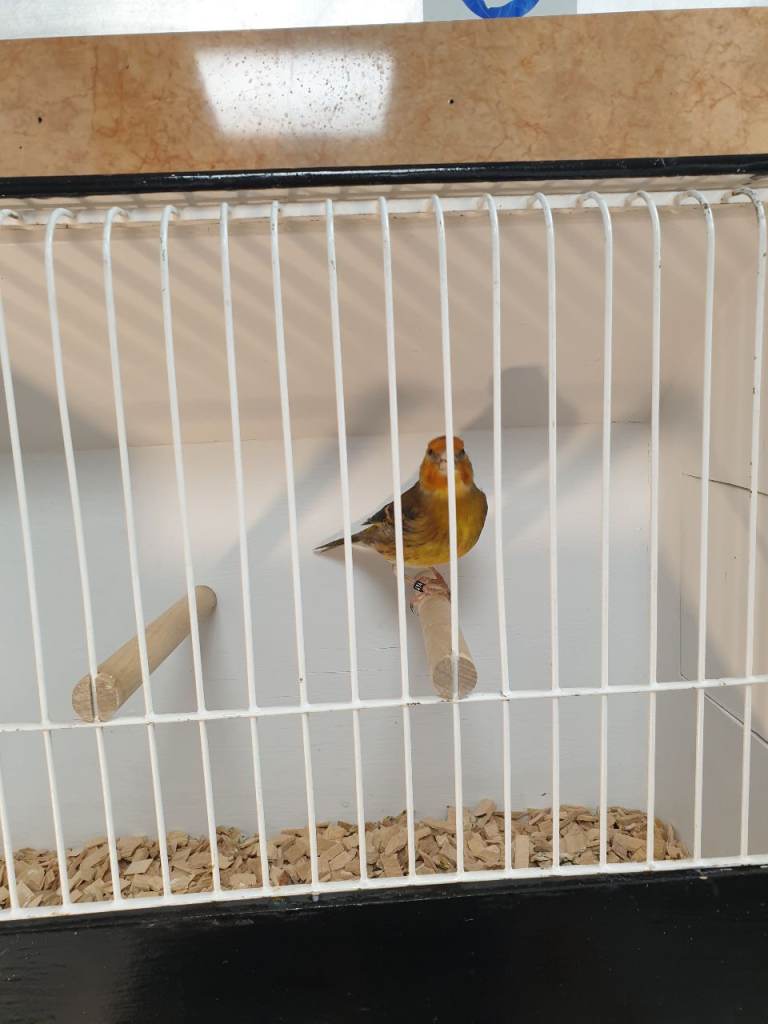 Canary for sale 