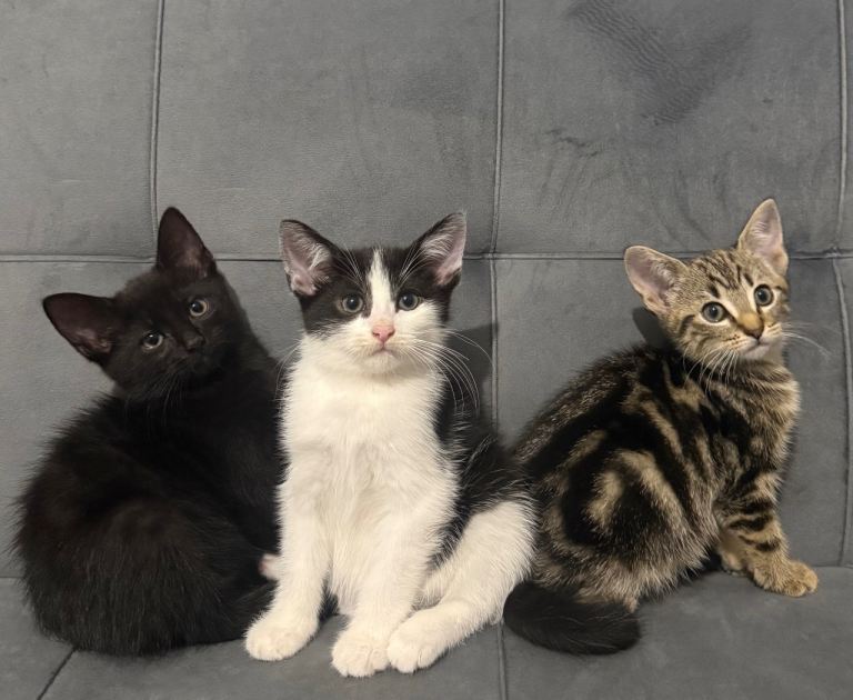 Three Adorable Kittens Ready for New Homes