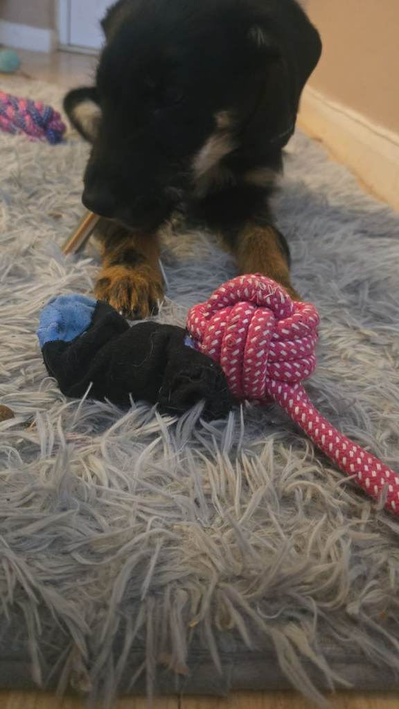 5 month old huntaway cross collie cross kelpie