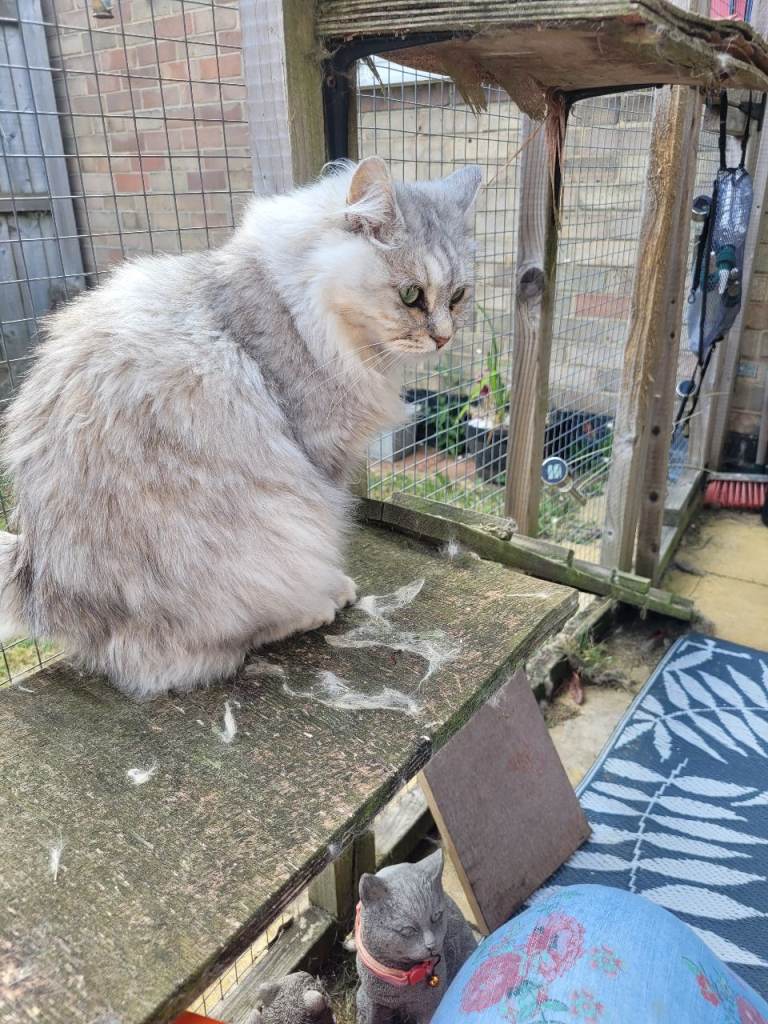 Kurillian Bobtail for sale as a pet