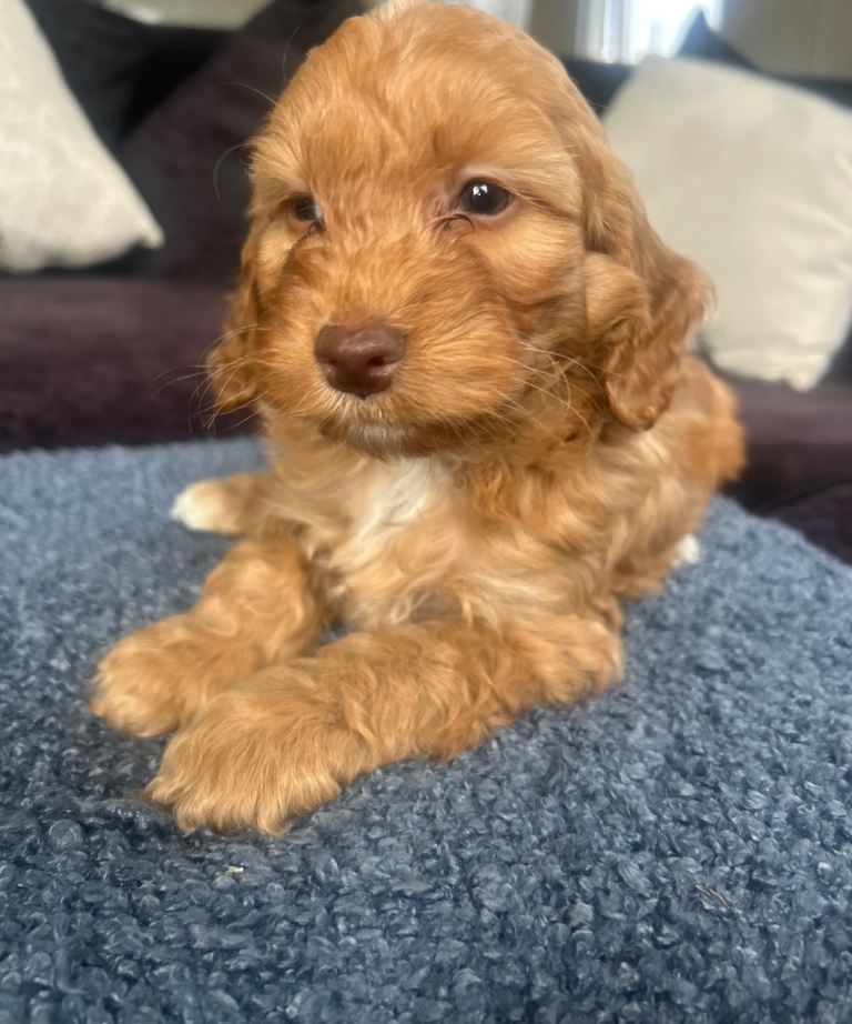 Beautiful Cockerpoo Puppies 