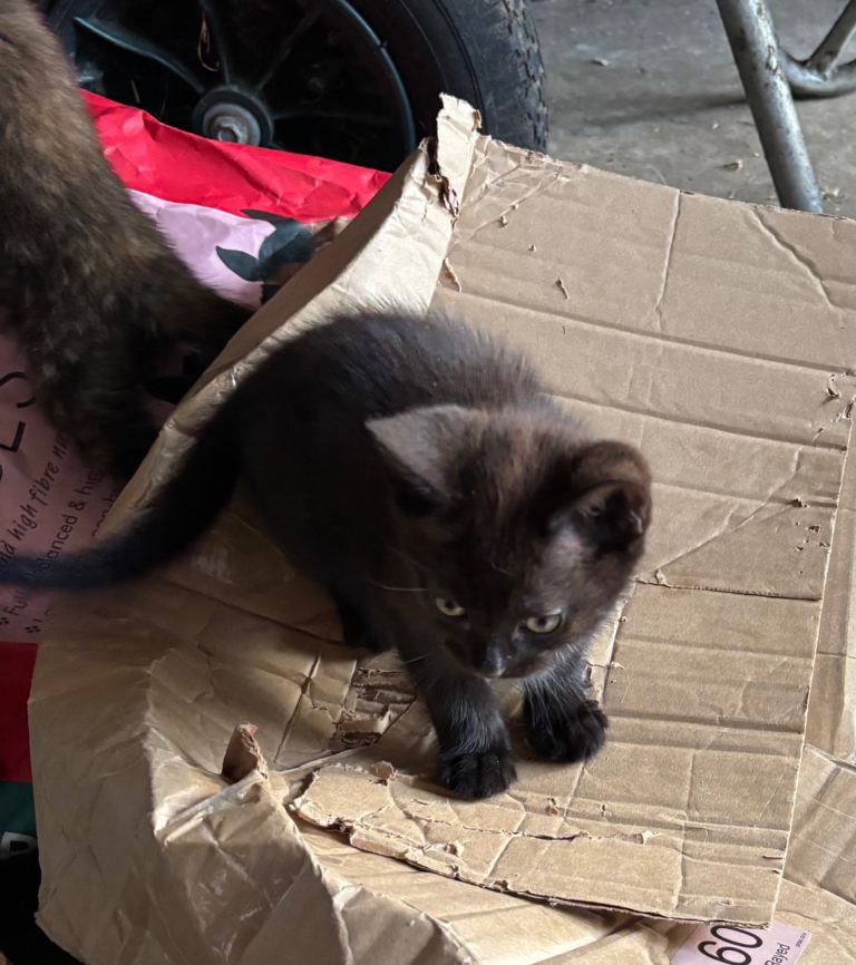 Kittens 