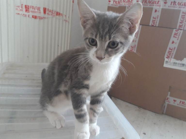 Kittens ready for their new homes