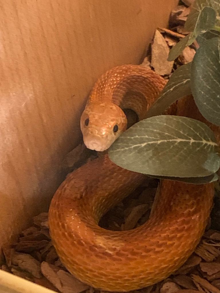 Cornsnake with full vivarium