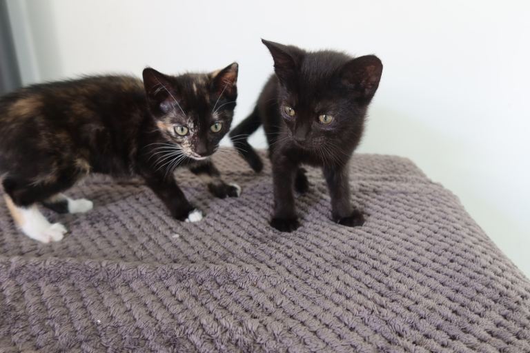 Two female 11 week kittens with mother  