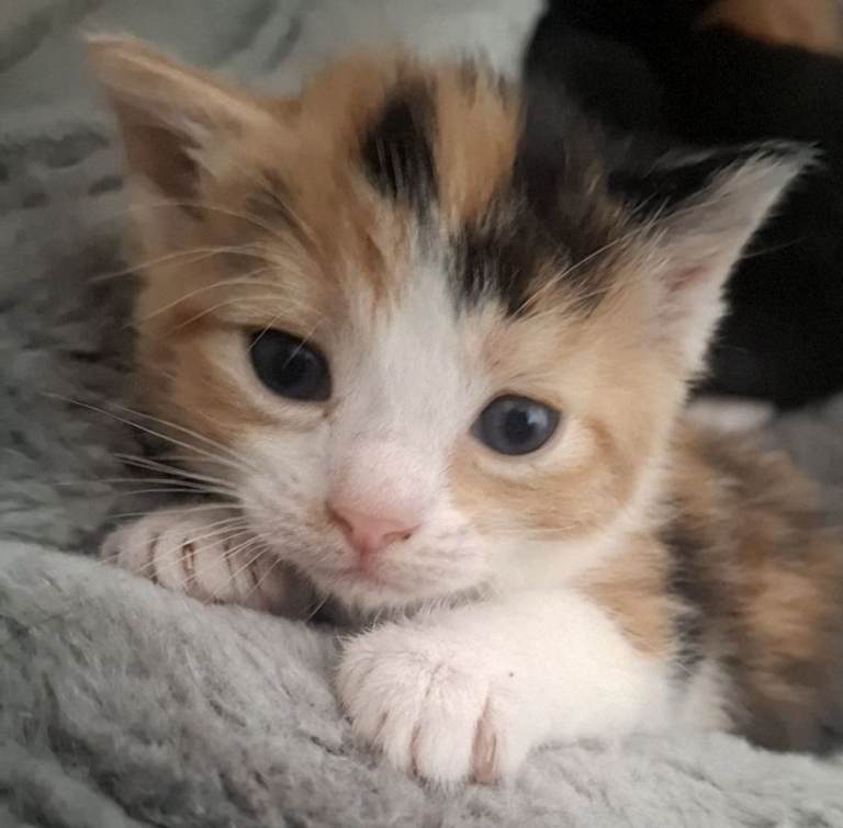 Kittens for sale 🐾 